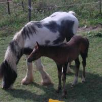 BLUE ICE et UNGUS DPP