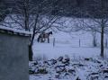 BLUE ICE cherche un endroit pour se rouler dans la neige fraiche!!!