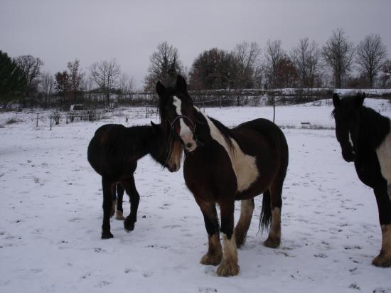 LOVELY, FRITS et UNGUS : DETENTE DANS LA NEIGE