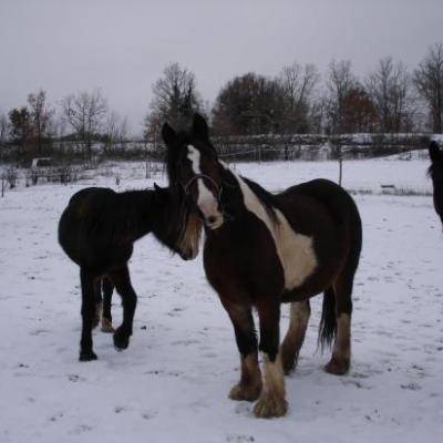 LOVELY, FRITS et UNGUS : DETENTE DANS LA NEIGE