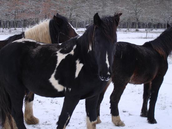 FRITS, LOVELY  et UNGUS : DETENTE DANS LA NEIGE