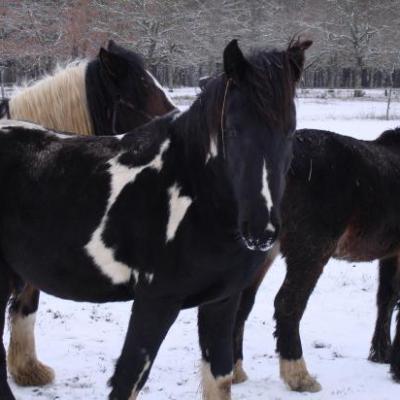 FRITS, LOVELY  et UNGUS : DETENTE DANS LA NEIGE