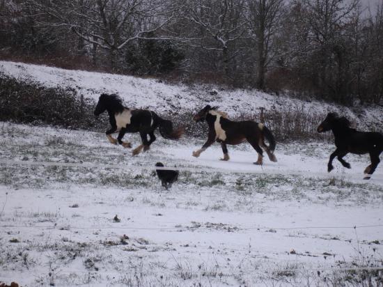 LOVELY, FRITS et UNGUS : DETENTE DANS LA NEIGE