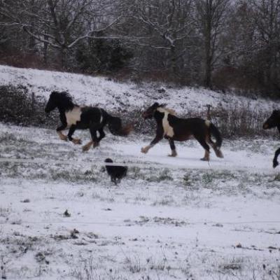 LOVELY, FRITS et UNGUS : DETENTE DANS LA NEIGE