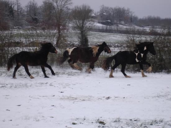LOVELY, FRITS et UNGUS : DETENTE DANS LA NEIGE