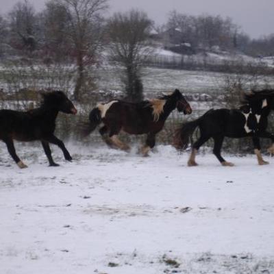 LOVELY, FRITS et UNGUS : DETENTE DANS LA NEIGE