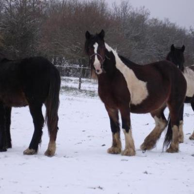 LOVELY, FRITS et UNGUS : DETENTE DANS LA NEIGE