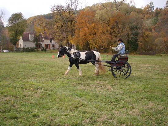 formation attelage avec MISS OF EIRE nov.2010