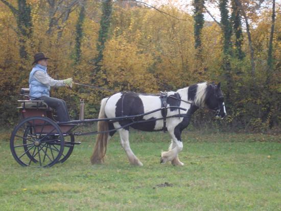 formation attelage avec MISS OF EIRE nov.2010