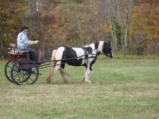 formation attelage avec MISS OF EIRE nov.2010