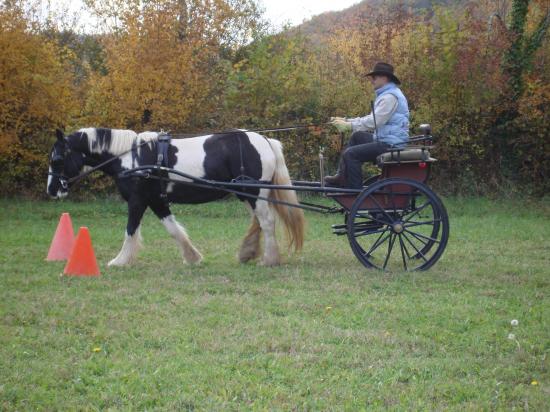 formation attelage avec MISS OF EIRE nov.2010