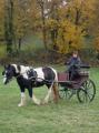 Formation attelage avec MISS OF EIRE