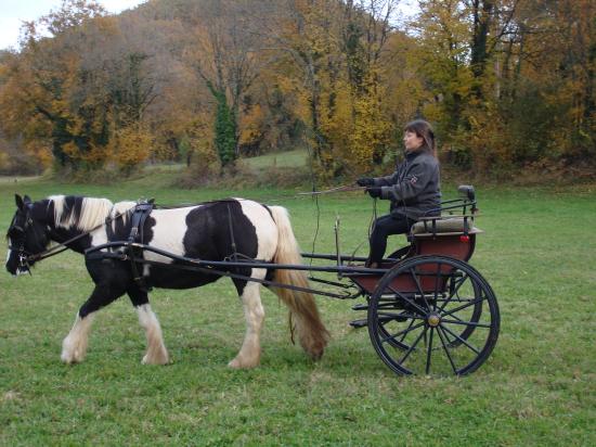 formation attelage avec MISS OF EIRE nov.2010