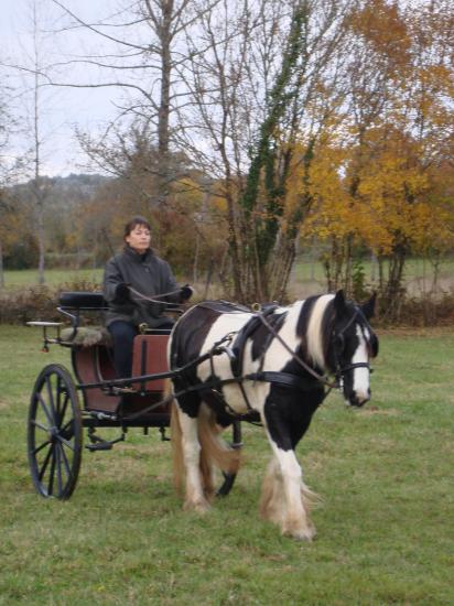 formation attelage avec MISS OF EIRE nov.2010