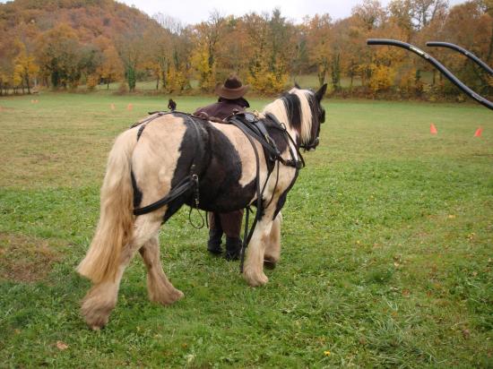 formation attelage avec MISS OF EIRE nov.2010