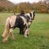 formation attelage avec MISS OF EIRE nov.2010