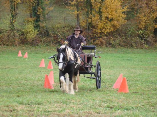 formation attelage avec MISS OF EIRE nov.2010