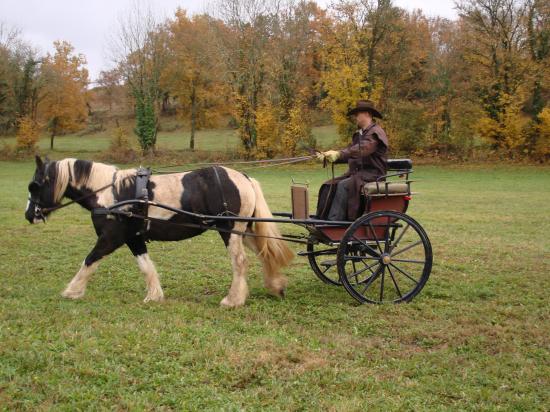 formation attelage avec MISS OF EIRE nov.2010