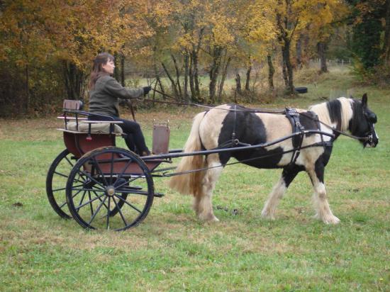 formation attelage avec MISS OF EIRE nov.2010