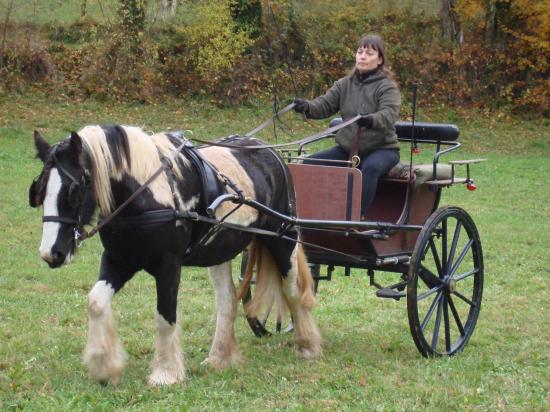 formation attelage avec MISS OF EIRE nov.2010