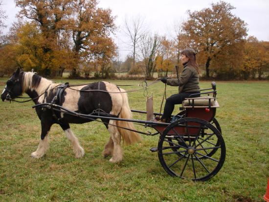 formation attelage avec MISS OF EIRE nov.2010