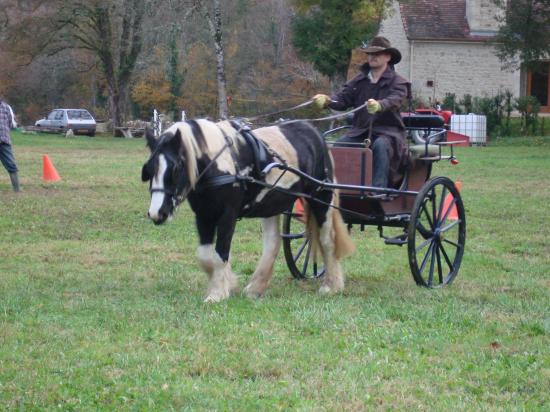 formation attelage avec MISS OF EIRE nov.2010