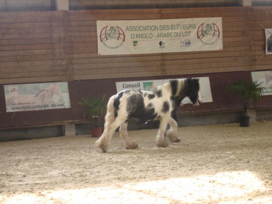 présentation étalon à Gramat parmi les étalons de sport!!