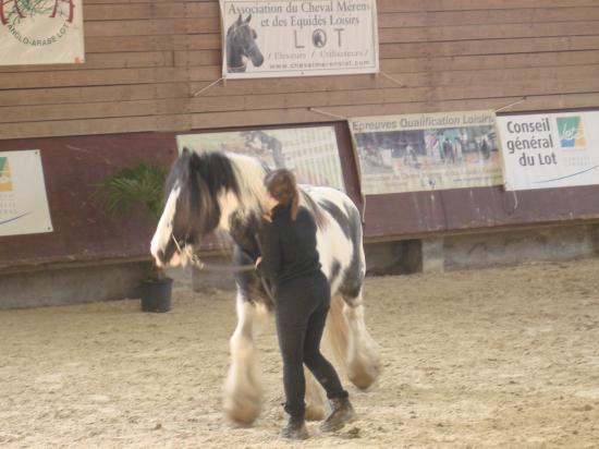 présentation étalon à Gramat parmi les étalons de sport!!