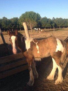 irish cob gatsby DPP