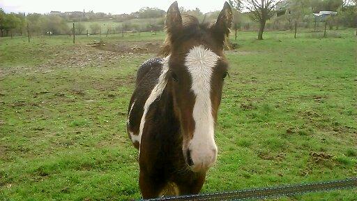 gatsby hongre irish cob