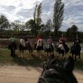 balade a cheval irish cob