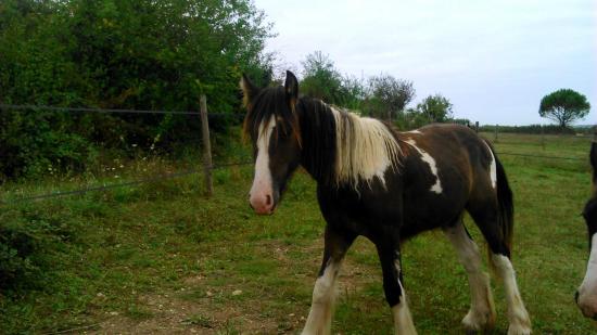 gatsby hongre irish cob 1