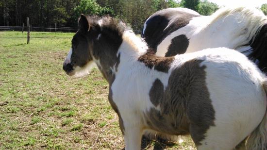 Hippie de petit peyre irish cob