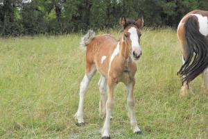 IGGYPOP DE PETIT PEYRE