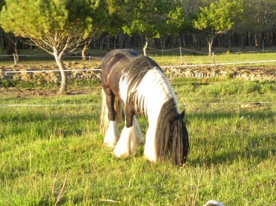 Pocco irish cob