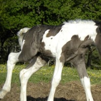 dscn6050.jpg