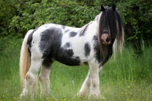 Blue ice irish cob profil droit