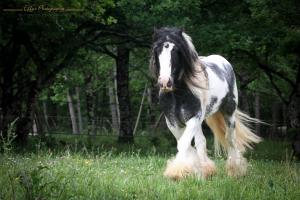 Blue Ice Irish cob de face