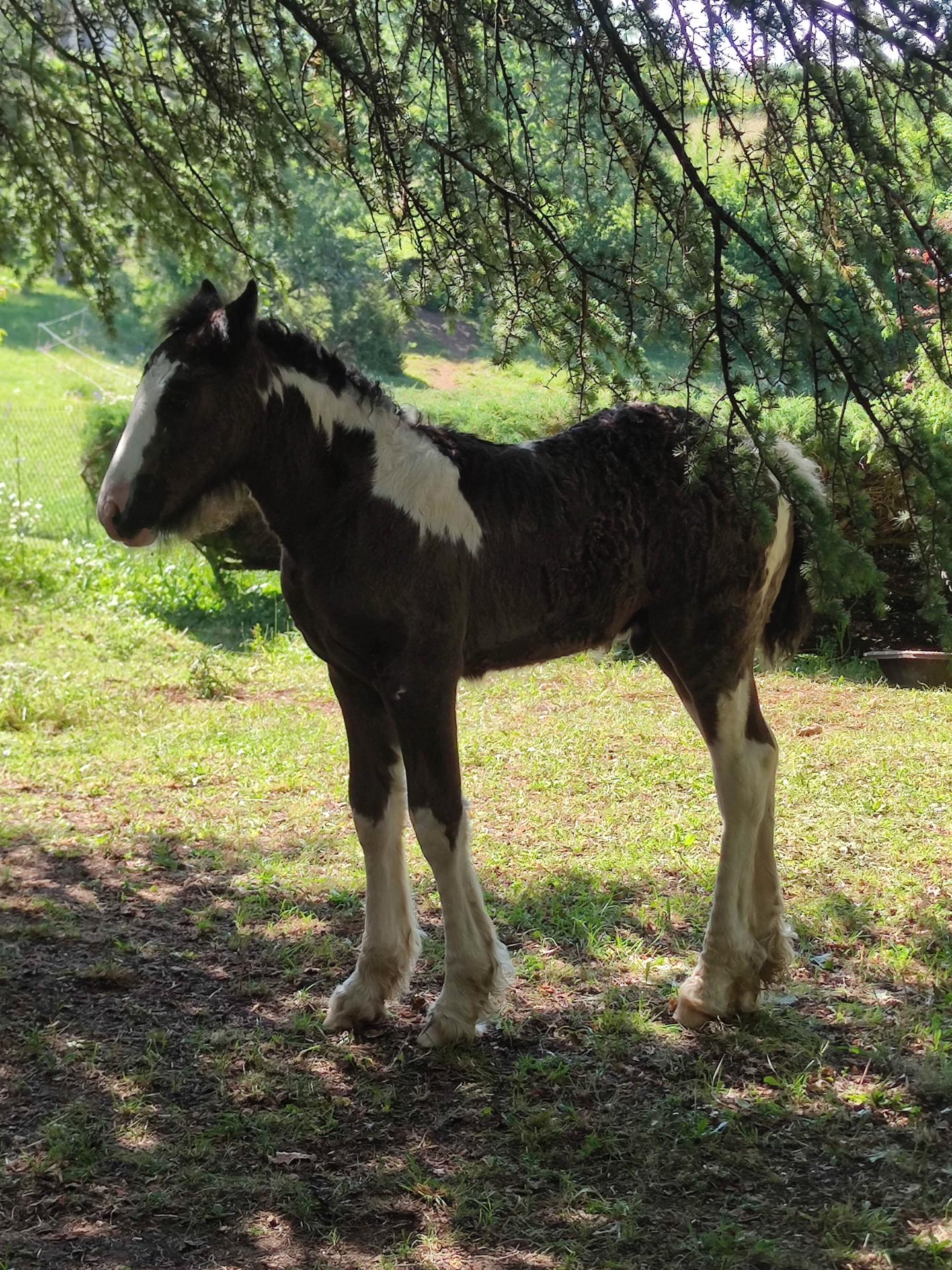 OREO DE PETIT PEYRE