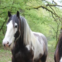 Apache