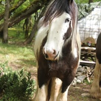 Apache