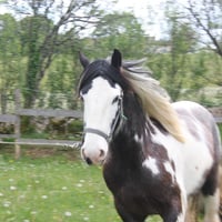Apache